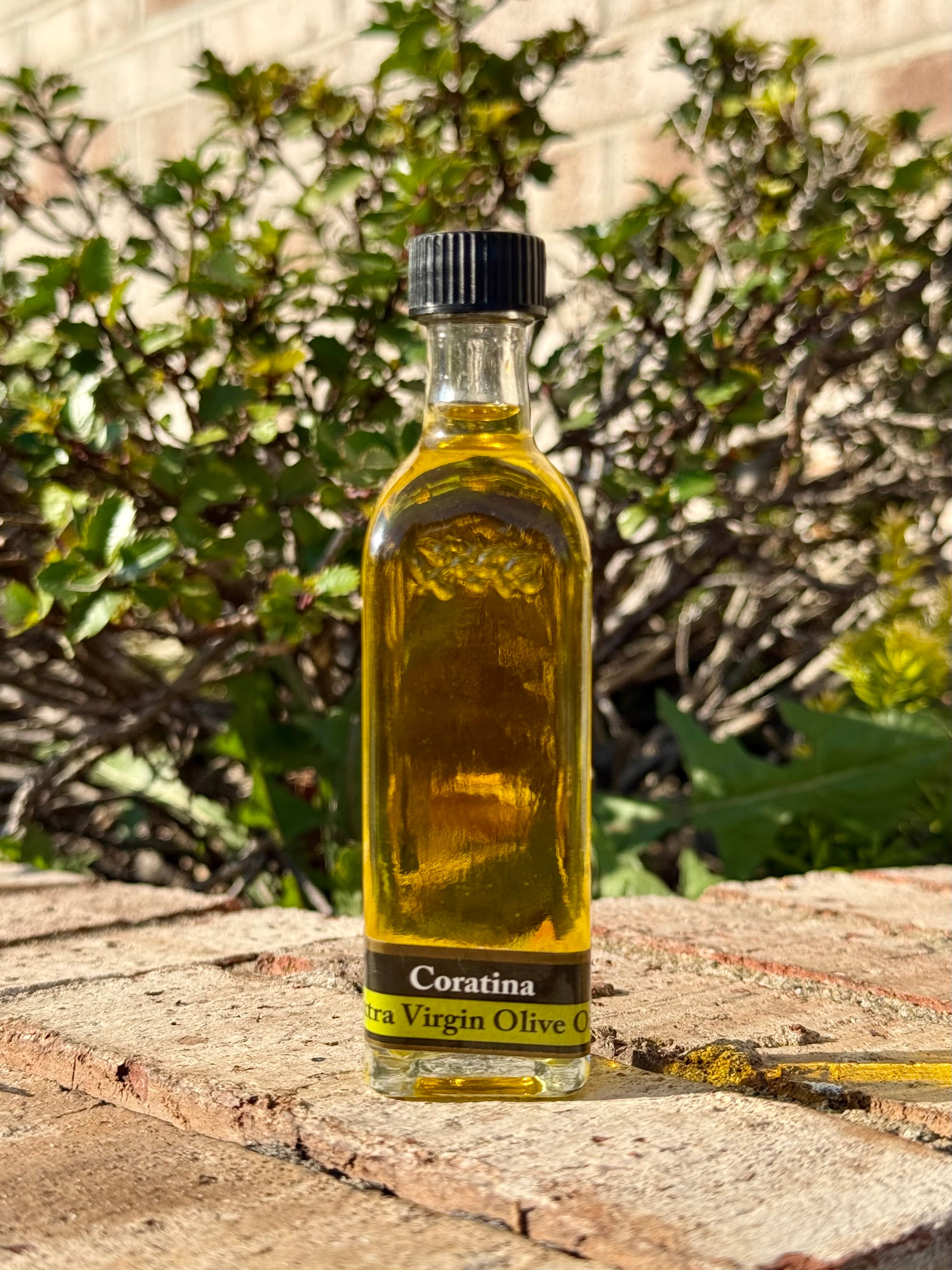 Coratina Olive Oil